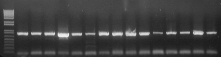 52 M 1 2 3 4 5 6 7 8 9 10 11 12 13 14 15 ~880 bp Figura: 8 Padrão eletroforético do produto de PCR amplificado pelos oligonucleotídeos C1-J-2195 / L2-N-3014 (Simon et al.