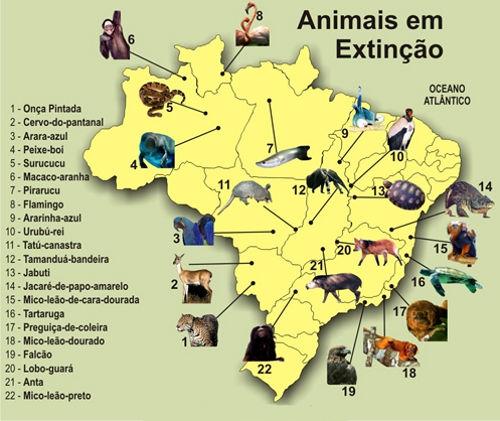 O comércio e a posse de animais silvestres brasileiros são ILEGAIS. Mas qual o motivo de existir esta lei?