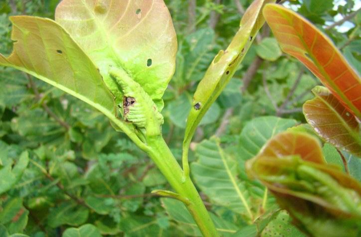 10 Preferência da Larva-do-broto-terminal por Clones de Cajueiro-anão no Semiárido do Estado do Piauí As observações foram feitas durante dois anos consecutivos, em plantas com 3 e 4 anos