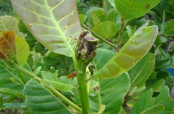 As notas atribuídas às plantas foram transformadas para x + 0,5 submetidas à análise de variância, com médias comparadas pelo teste de Tukey a 5% de probabilidade, utilizando-se o