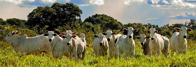 BOVINOS DE CORTE CRIAÇÃO DE GADO A PASTO Potencial da Forrageira Planta