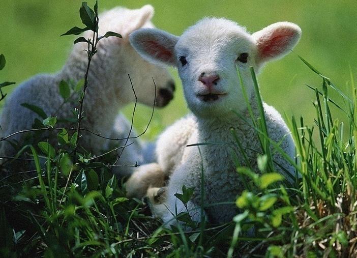 OVINOS Primavera -Ovelha com cordeiro deve ter prioridade; - Pastagem de boa qualidade (deficências nutricionais, produção de leite e fonte de alimento do cordeiro;