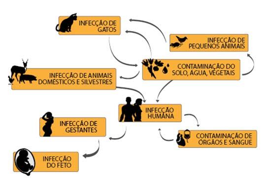 parasita coccídio produtor de oocistos, um patógeno intracelular pertencente à família Sarcocystidae e da classe Esporozoa.