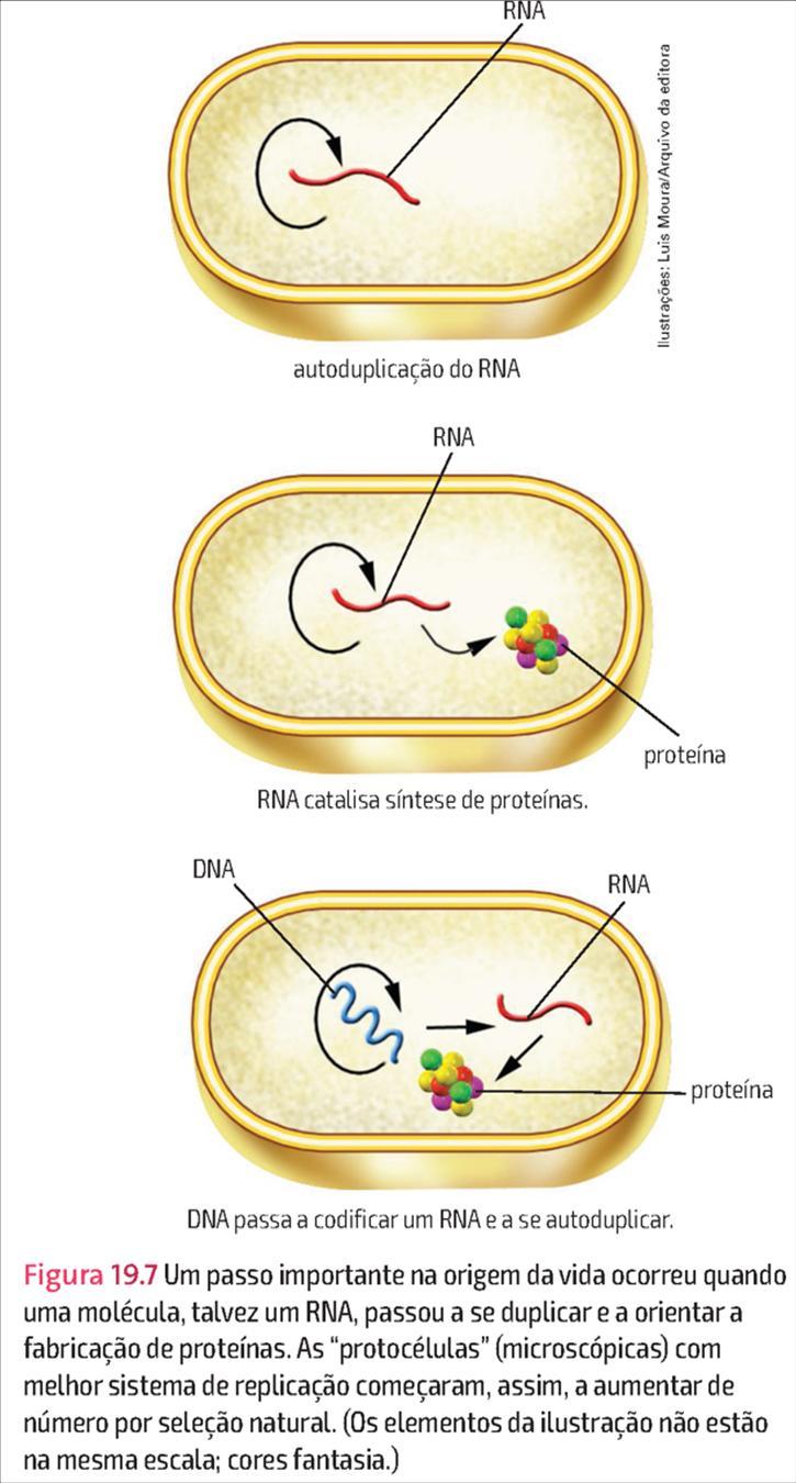 Um passo importante na origem da vida ocorreu qdo. uma molécula, talvez o RNA passou a se duplicar, e orientar a produção de proteínas.