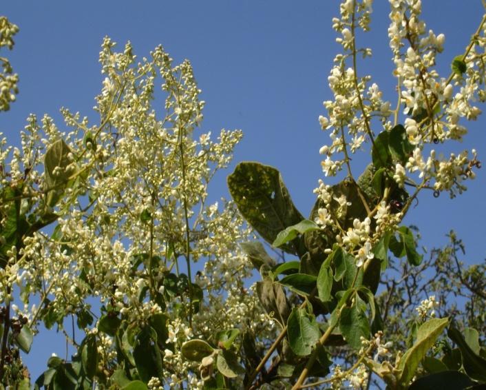 acervo já existente. Na figura 1 pode-se observar algumas plantas que fazem parte do acervo.