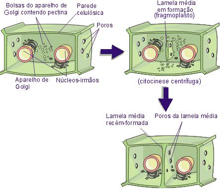 Sistema ou Complexo de Golgi Formação da lamela média