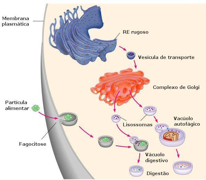 Dig. Intracelular e Autofagia Membrana plasmática RER Vesícula de transporte Partícula