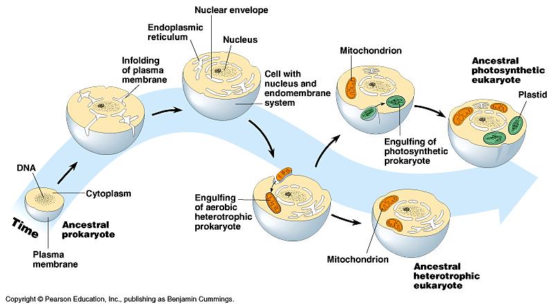 Hipótese Simbiótica Englobamento de um procarioto fotossíntético Vegetais Englobamento de um procarioto aeróbio Protozoários Fungos Animais