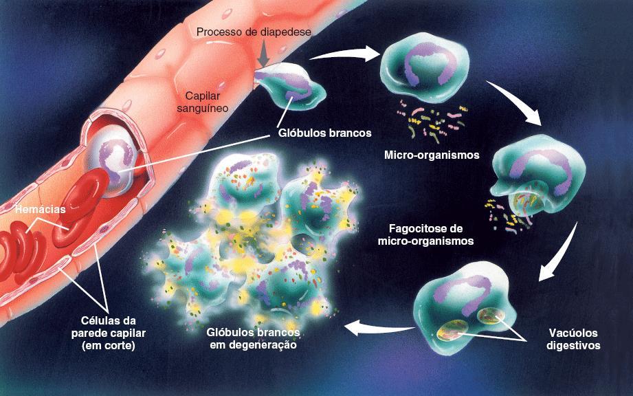 Fagocitose na proteção do organismo humano O glóbulo branco atravessa a parede do capilar