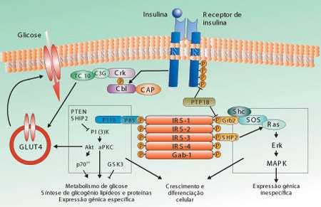 Endocrinol