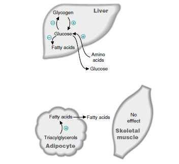 glicose como glicogênio Supressão da lipólise