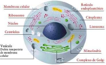 A esses compartimentos ele deu o nome de célula, palavra diminutiva do latim cellaque significa cavidade.