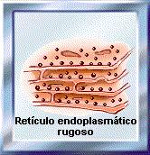 Rugoso = onde se encontram aderidos a sua superfície externa os ribossomos, sendo local de