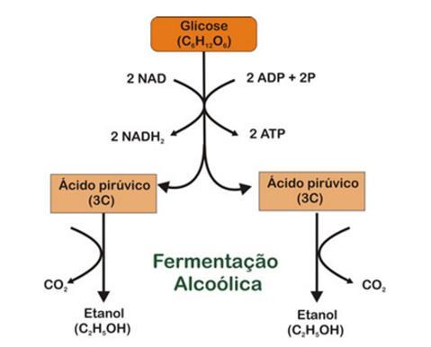 bietanl A glicse prduzida na ftssíntese é cnvertida em etanl e dióxid de carbn através da fermentaçã.