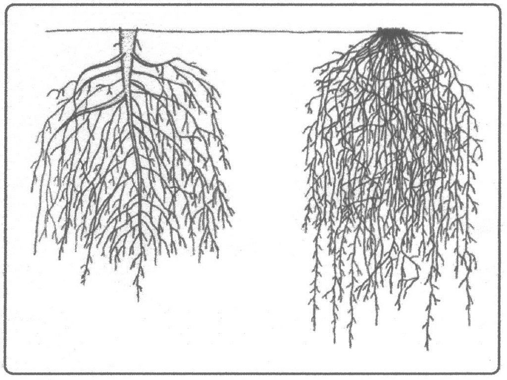 (F) Degradação física e estrutural do solo (c) Manejo cultural Variação temporal