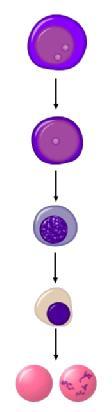 ERITROPOIESE 10 Proeritroblasto Eritroblasto basófilo
