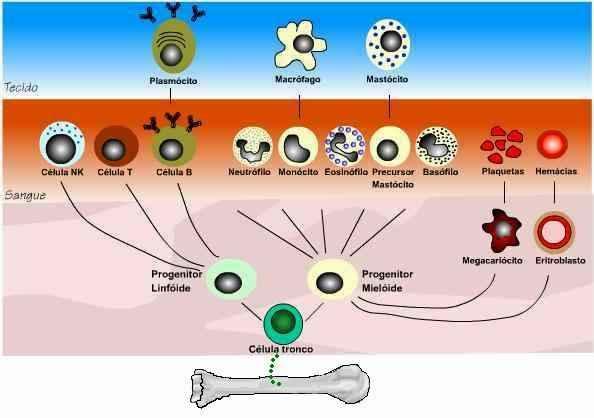 HEMATOPOIESE 2 Processo de formação do componente celular do sangue, que ocorre a
