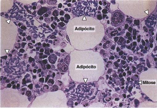 atividade hematopoiética Medula