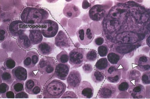 ERITROPOIESE 8 Denomina-se eritropoese o processo de produção de hemácias a partir de eritroblastos na MO.