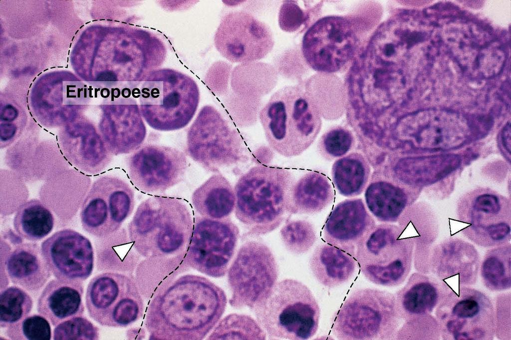 Megacarioblasto Granulócito neutrófilos
