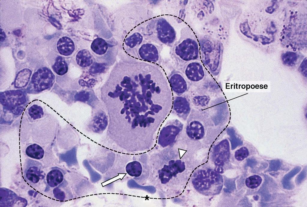 Megacariócito mitose Mitose