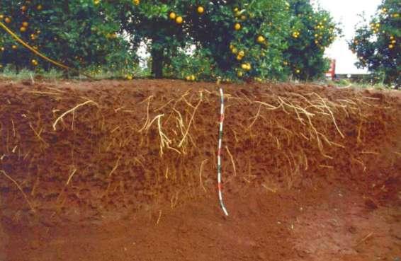 O solo é o meio de onde as planta extraem água e nutrientes A análise do solo e a