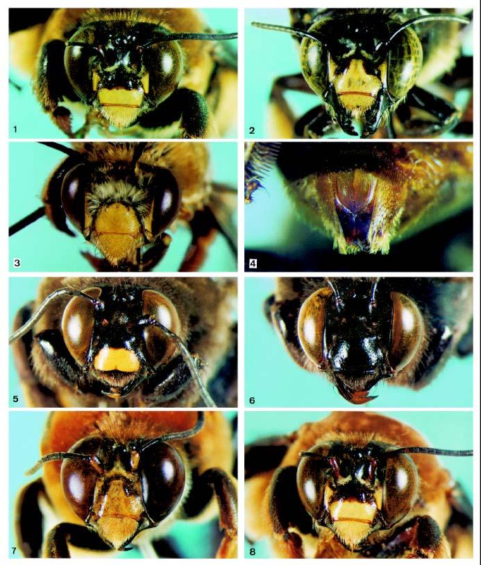 O subgênero Centris (Schisthemisia) Ayala: 491 Figs. 1-8. Espécies de Centris (Schisthemisia) Ayala: 1-4, C. (S.) flavilabris Mocsáry, 1899: 1, fêmea, forma típica; 2, fêmea; 3, macho (variações); 4, placa pigidial, fêmea; 5-6, C.