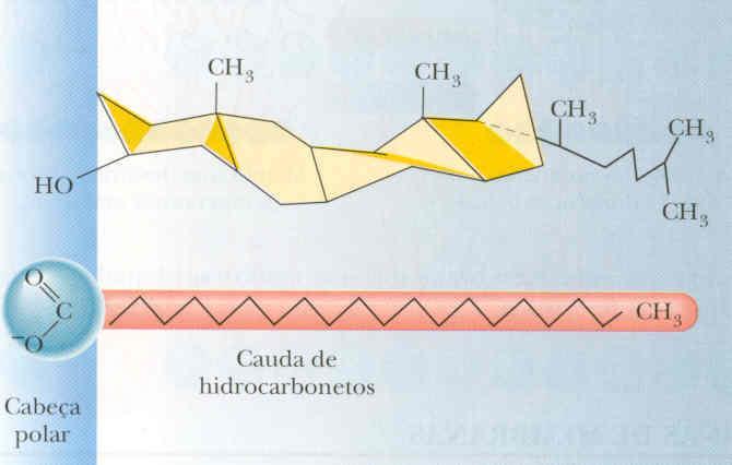 O Colesterol estabiliza o arranjo linear dos ácidos