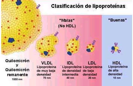 Colesterol 1% ptn TAG intestino -> tecidos Fígado TAG, colesterol e P-lip Mau colesterol BOM