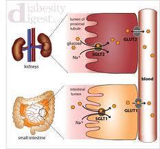 malabsorção glicose-galactose, glicosúria renal Família GLUT