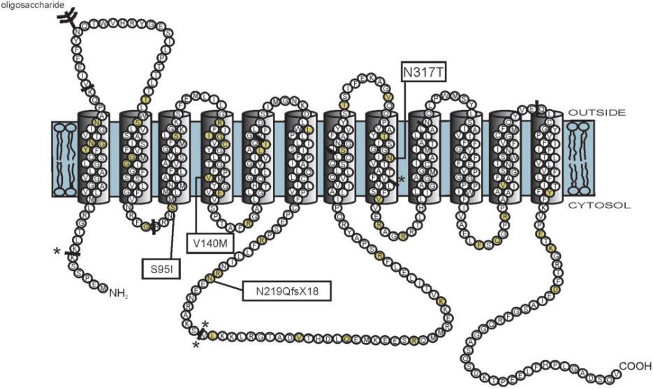 GLUT1 - Proteína integral de membrana - terminal amino e carboxil intracelular