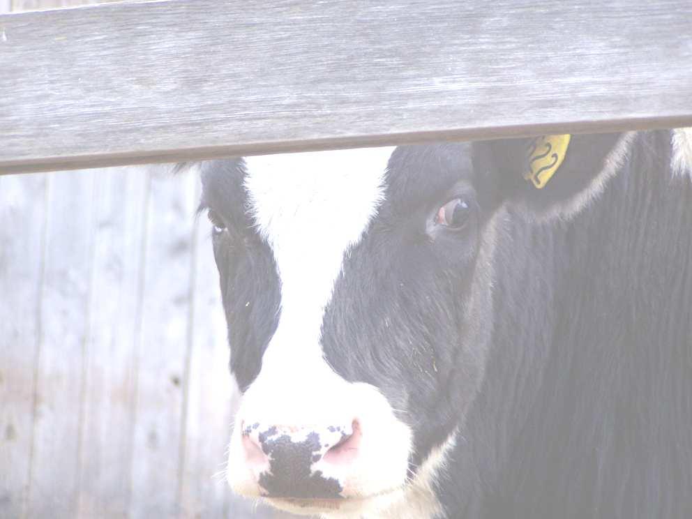 MATERIAS E MÉTODOS 44 VACAS DA RAÇA HOLANDÊS Divididas em 2 grupos 22 ANIMAIS PROBIÓTICO 22