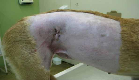 Complicações em ovário-salpingo-histerectomia... 67 FIGURA 1 - Fístula abdominal lateral direita em cadela de 5 anos de idade, após cirurgia de OSH (seta).