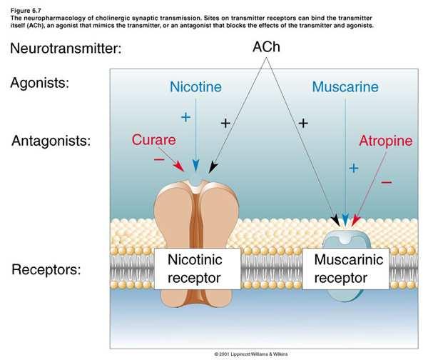 TOXICODINÂMICA a) INTERAÇÕES RECEPTORES neuroreceptores e neurotransmissores: - atropina