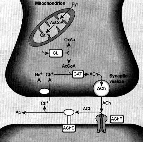 TOXICODINÂMICA a) INTERAÇÕES RECEPTORES neuroreceptores e neurotransmissores: -