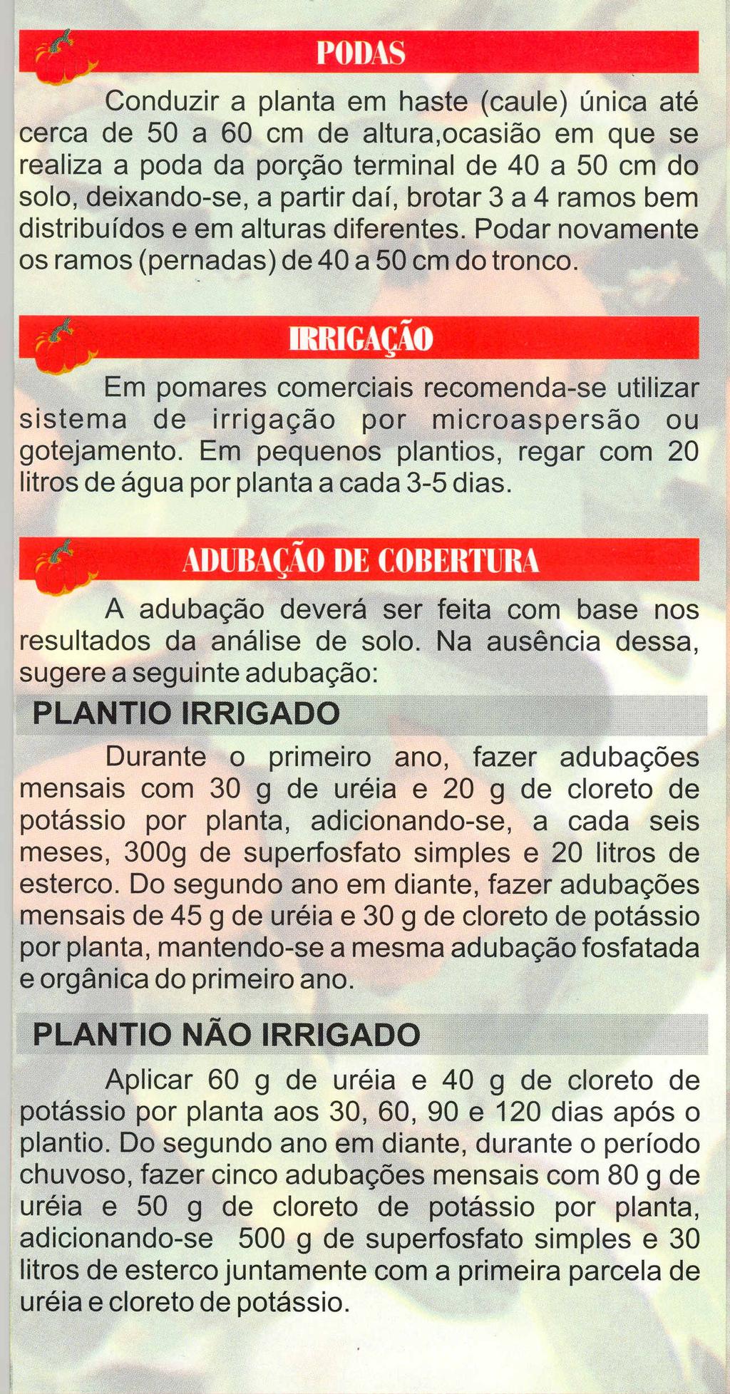 Conduzir a planta em haste (caule) unica ate cerca de 50 a 60 em de altura,ocasiao em que se realiza a poda da pon;ao terminal de 40 a 50 em do solo, deixando-se, a partir daf, brotar 3 a 4 ramos bem