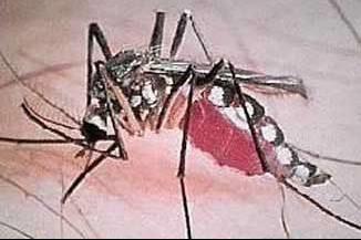 INTRODUCCIÓN MALARIA Enfermidade infecciosa, endêmica, reconhecida faz mas de 4.000 anos.