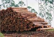 Perfil da Companhia Uma companhia de base florestal focada em madeira,
