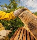 do Medio AGA Charla - Coloquio A importancia da apicultura en Galicia Casa da Cultura de Bertamiráns, 20:00 h Todos os públicos Sábado, 8 de abril VISITA: A CASA DAS ABELLAS (Abegondo)