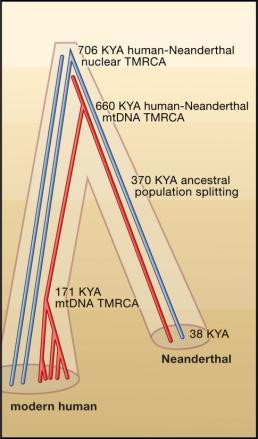 .. Filogenômica Apomorfias de Neandertais e Humanos A análise filogenética de genomas indica que as linhagens do homem moderno e do