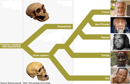 genomas humanos modernos e do neandertal, foi possível detectar um compartilhamento de algumas apomorfias entre neandertais e três