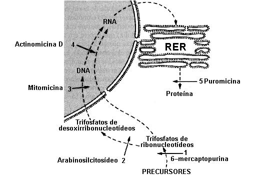 A sequência correta de preenchimento dos parênteses, de cima para baixo, é a) F - F - F - V. b) V - V - F - V. c) F - V - F - F. d) V - F - V - V. e) V - F - V - F. 7.