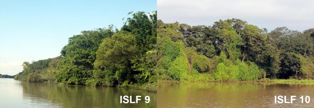 10D é formada por arbustos e vegetação lenhosa com menos de 6m de altura que pode ser inundada em níveis de rio alto algumas vezes no ano já que estão em um posição mais alta em relação ao nível.