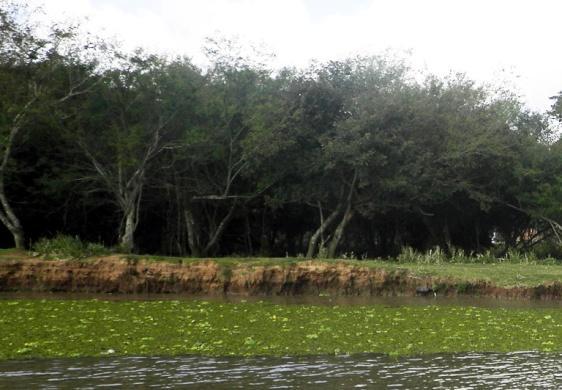 Escarpas ISLF 3 Descrição: Estas escarpas são formadas por sedimentos inconsolidados bem selecionados, geralmente areia, e apresentam uma declividade abrupta; São formadas pela