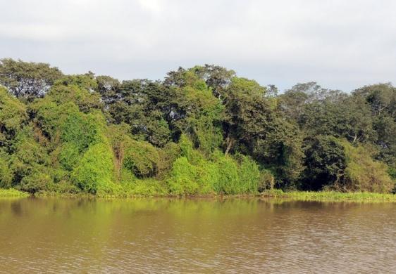 Banhados ISLF 10 Descrição: Banhados são áreas alagadas e vegetadas temporariamente ou permanentemente, apresentam vegetação de porte herbáceo ou arbustivo;