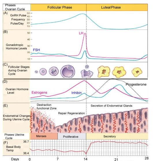 Fisiologia