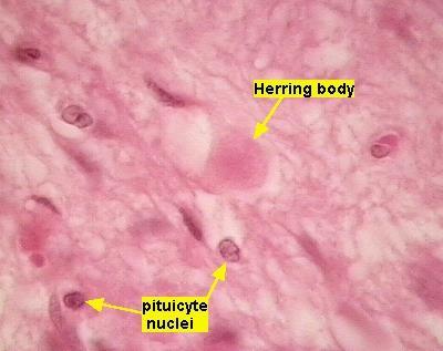 e paraventricular do hipotálamo e por pituícitos (células gliais) Corpo de Herring: