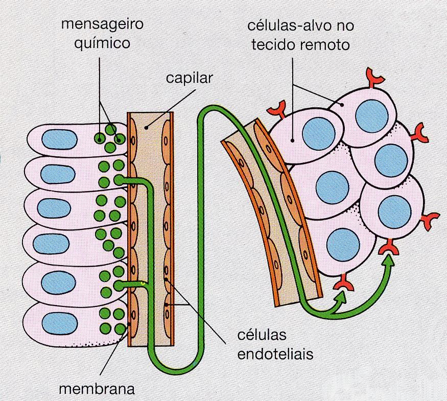 Secreção Endócrina Secreção de mensageiros químicos (hormônios) para corrente