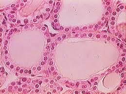 Glândula Tireóide Lóbulo Folículos Tireoidianos Septo Colóide Folículo