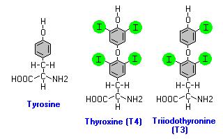 Produção de T 4 e T 3 I - monoidotirosina (MIT) diiodotirosina (DIT) Síntese da